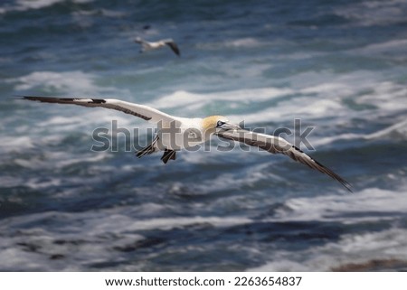 Endangered Cape gannet bird flying over the rocky ocean to its colony