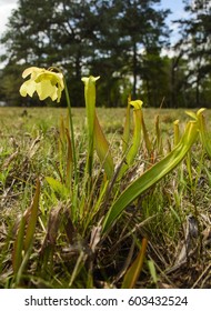 An Endangered, Carnivorous Green Pitcher Plant Native To Pine Savanna And Wetland Habitats