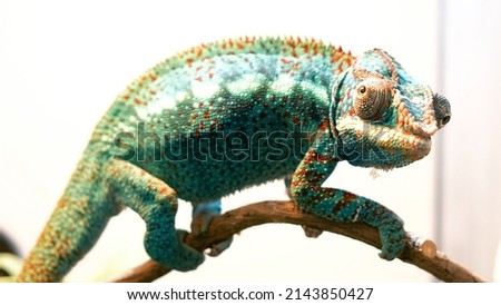 Endangered chameleon on a branch shows off its spectacular electric blue camouflage color.