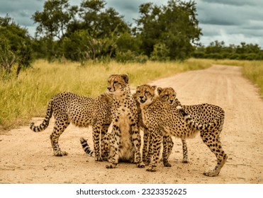 Endangered Cheetah family in Kruger National Park South Africa directly after a meal