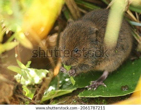An endangered cute Water Vole, Arvicola amphibius, eating a Water Lily leaf in a pond.