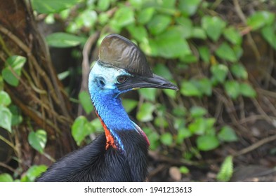 68 Horny beak Images, Stock Photos & Vectors | Shutterstock