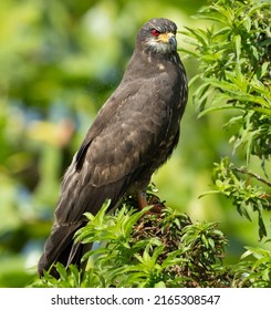 Endangered Everglades Snail Kite Male.