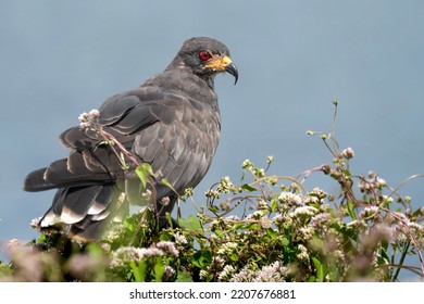 Endangered Everglades Snail Kite Taking A Break From A Meal.