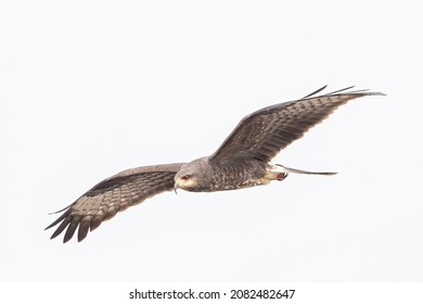 Endangered Female Everglades Snail Kite Setting Out In Search Of Apple Snails. 