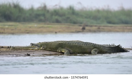 Endangered fish eating Gharial crocodile resting on a river bank in Chitwan National Park, Nepal