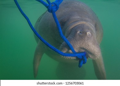 Endangered Florida Manatee Eating Algae Off A Blue Rope In The Water In Crystal River, Florida