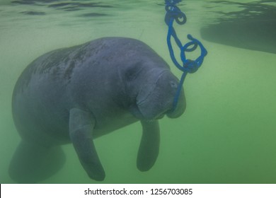 Endangered Florida Manatee Eating Algae Off A Blue Rope In The Water In Crystal River, Florida