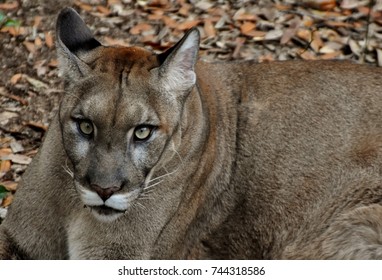 wildcat also called the puma