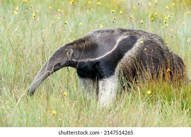 An Endangered Giant Anteater Forages In The Cerrado Grasslands Of Serra De Canastra NP, Minas Gerais, Brazil, South-America