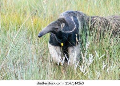 An Endangered Giant Anteater Walks In The Open Cerrado Grasslands Of Serra De Canastra NP, Minas Gerais, Brazil, South-America