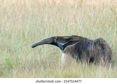 An Endangered Giant Anteater Walks In The Open Cerrado Grasslands Towards The Left, Serra De Canastra NP, Minas Gerais, Brazil, South-America