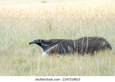 An Endangered Giant Anteater Walks In The Open Cerrado Grasslands Towards The Left Side, Serra De Canastra NP, Minas Gerais, Brazil, South-America