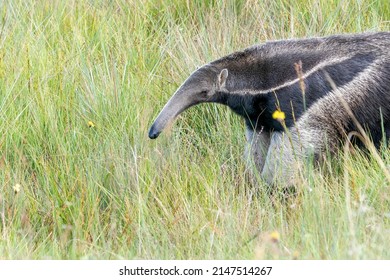 An Endangered Giant Anteater Walks Towards The Left In The Cerrado Grasslands Of Serra De Canastra NP, Minas Gerais, Brazil, South-America