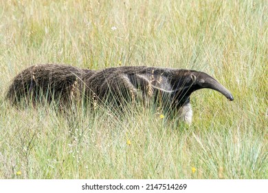 An Endangered Giant Anteater Walks Towards The Right In The Cerrado Grasslands Of Serra De Canastra NP, Minas Gerais, Brazil, South-America