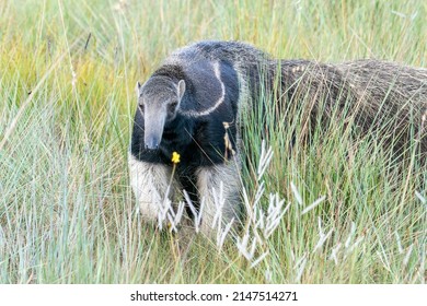 An Endangered Giant Anteater Walks Towards The Camera In The Cerrado Grasslands  Of Serra De Canastra NP, Minas Gerais, Brazil, South-America