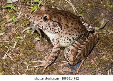 Endangered Giant Barred Frog From Australia