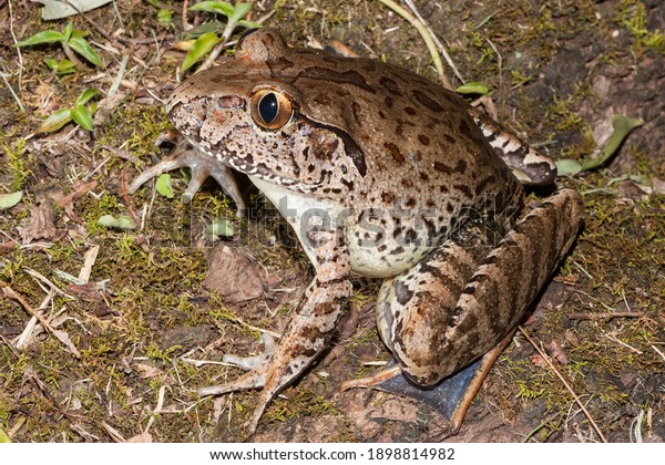 Endangered Giant Barred\
Frog from Australia