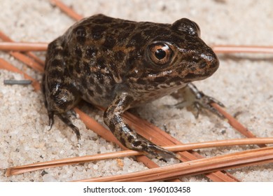 The Endangered Gopher Frog, Rana Capito