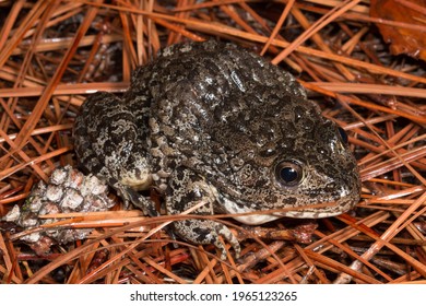 The Endangered Gopher Frog, Rana Capito