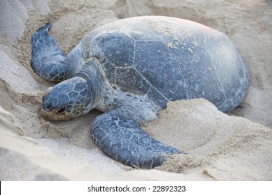 1,407 Green back turtle Images, Stock Photos & Vectors | Shutterstock