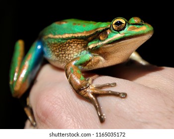 The Endangered Green And Gold Bell Frog ( Litoria Aurea ). 