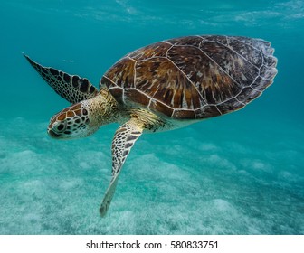 アオウミガメ の画像 写真素材 ベクター画像 Shutterstock