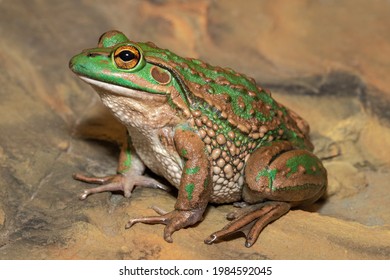 Endangered Growling Grass Frog From Southern Australia