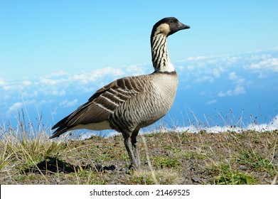 Endangered Hawaiian Goose: Nene On The Slopes Of Haleakala National Park (Wild Bird, Not Zoo Shot)