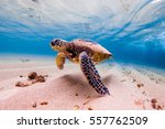 An endangered Hawaiian Green Sea Turtle cruises in the warm waters of the Pacific Ocean in Hawaii.