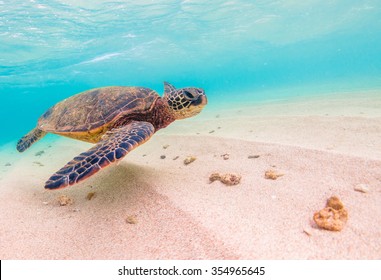 ハワイ 亀 の画像 写真素材 ベクター画像 Shutterstock