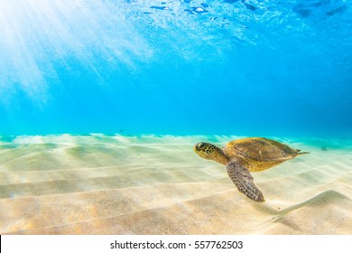 Photo Sea Turtle Galapagos Island Stock Photo 1453313555 | Shutterstock