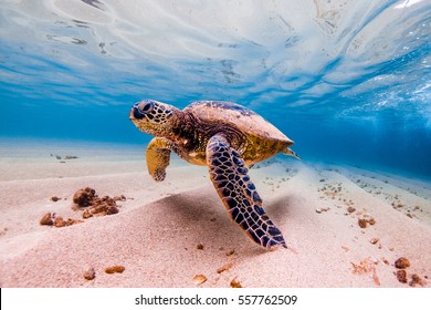 An endangered Hawaiian Green Sea Turtle cruises in the warm waters of the Pacific Ocean in Hawaii. - Shutterstock ID 557762509