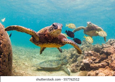 An endangered Hawaiian Green Sea Turtle cruises in the warm waters of the Pacific Ocean in Hawaii.