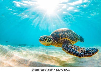 Endangered Hawaiian Green Sea Turtle cruises in the warm waters of the Pacific Ocean in Hawaii - Shutterstock ID 620998001
