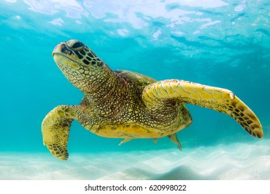 Endangered Hawaiian Green Sea Turtle cruises in the warm waters of the Pacific Ocean in Hawaii - Shutterstock ID 620998022