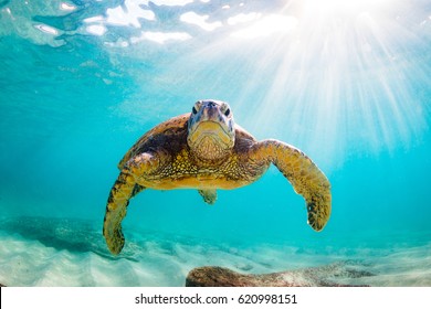 Endangered Hawaiian Green Sea Turtle cruises in the warm waters of the Pacific Ocean in Hawaii - Shutterstock ID 620998151