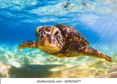 Endangered Hawaiian Green Sea Turtle 