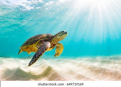 Endangered Hawaiian Green Sea Turtle Cruising in the warm waters of the Pacific Ocean in Hawaii - Shutterstock ID 649719169