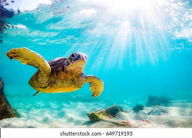 Endangered Hawaiian Green Sea Turtle Cruising in the warm waters of the Pacific Ocean in Hawaii - Shutterstock ID 649719193