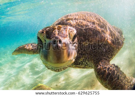 Endangered Hawaiian Green Sea Turtle
