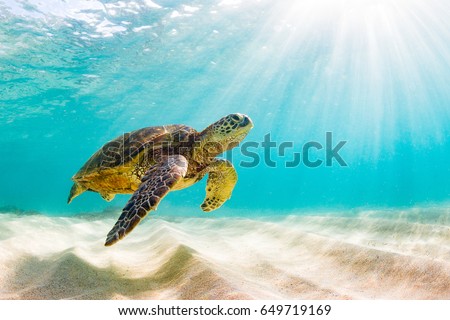 Endangered Hawaiian Green Sea Turtle Cruising in the warm waters of the Pacific Ocean in Hawaii