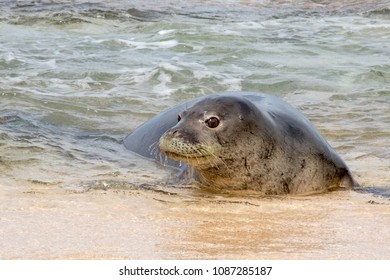 An endangered Hawaiian monk seal on a beach in Kauai, Hawaii