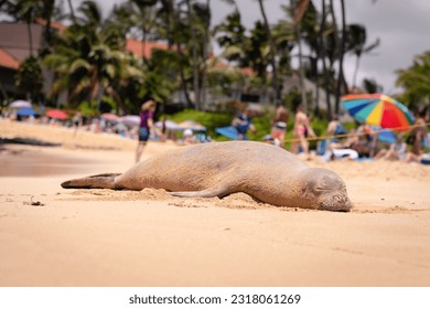 Endangered Hawaiian monk seal resting on a sandy beach - Powered by Shutterstock