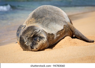 An endangered Hawaiian Monk Seal suns itself on the beach in Kauai, Hawaii