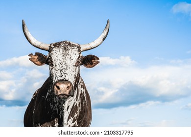 Endangered Horny Spotted Cow. Nguni Cattle Ranch Farming. Africa Cattle Cow.