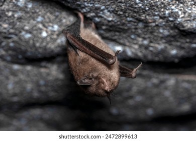 Endangered Indiana bat in torpor for the winter