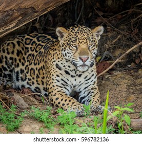 Endangered Jaguar Of Pantanal, Brazil