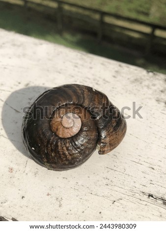 Endangered Kauri Snail shell, New Zealand