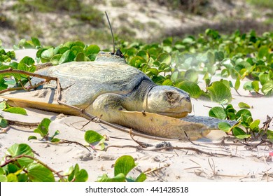 An endangered Kemp's Ridley sea turtle crawls through lush green vegetation near the sand dunes of Padre Island National Seashore in Texas after laying a clutch of eggs on the beach.